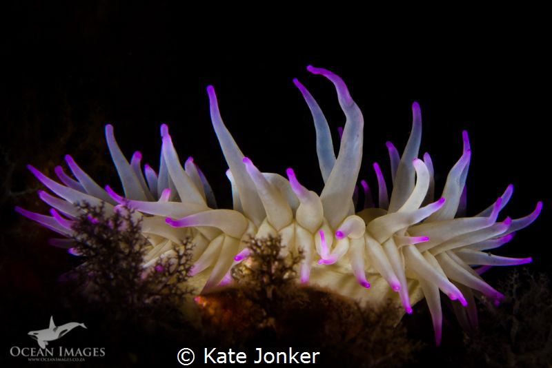 Anemone by Kate Jonker 