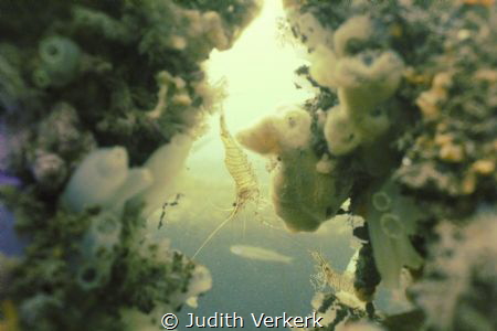 Scharendijke, wreck "De zeehond" 2 shrimps. Zeeland by Judith Verkerk 