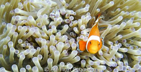 Home, A Place Where All Story Begin by Arif Fajar Setyawan 