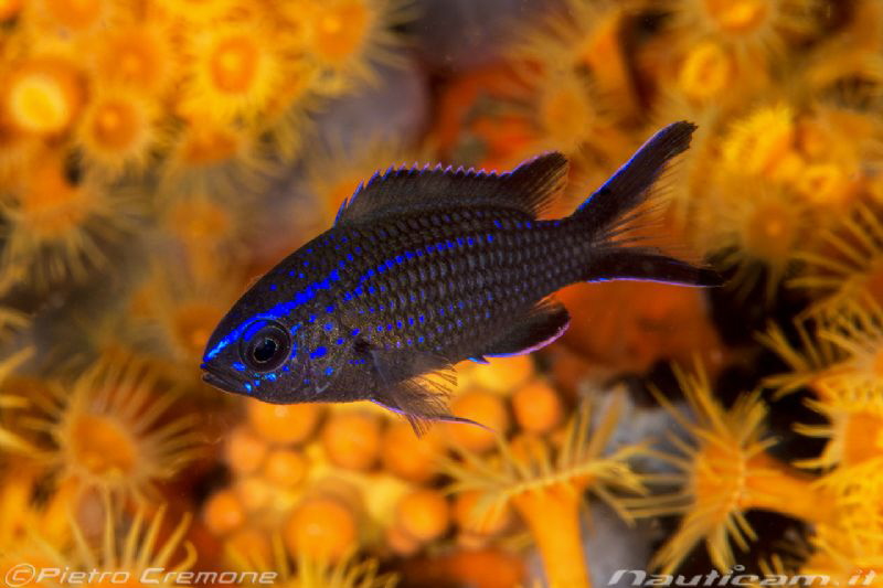 Little damsel with sea daysies by Pietro Cremone 