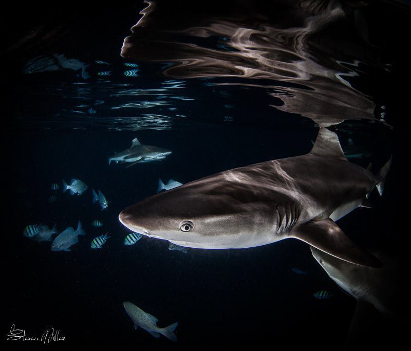 True colors. No PS here, the light on the background shar... by Steven Miller 