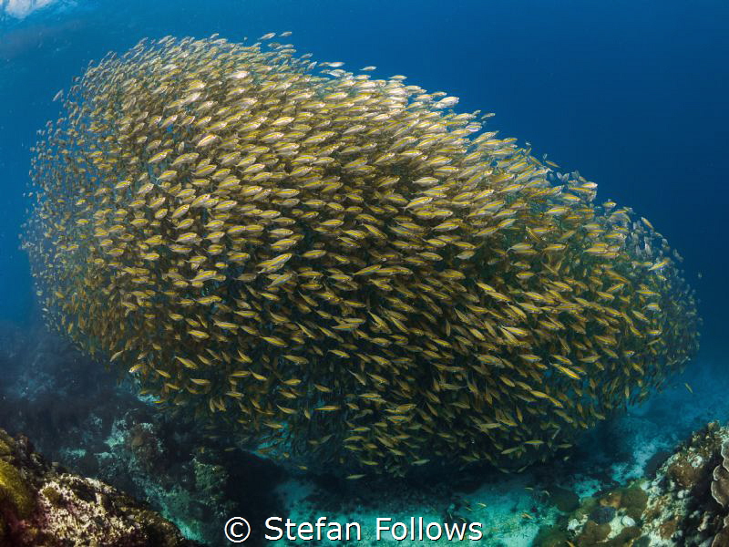 Hank·er·ing

Oxeye Scad - Selar boops

Sail Rock, Tha... by Stefan Follows 