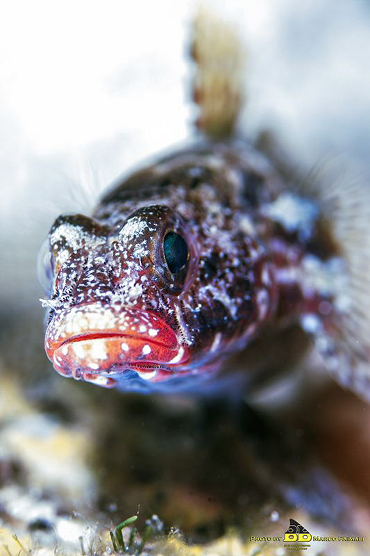 Blenny at Bokeh by Marco Faimali (ismar-Cnr) 