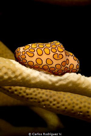 A Flamingo Tongue. Chichiriviche de La Costa, Venezuela.
... by Carlos Rodríguez V. 