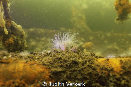 Preekhil de Val, Anemone. by Judith Verkerk 
