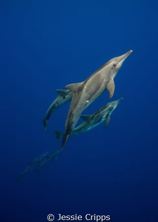 A chance encounter with the rare Rough Toothed Dolphin wh... by Jessie Cripps 