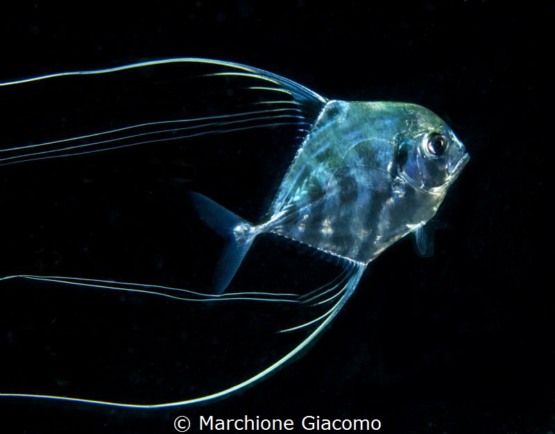 Alectis ciliaris,juvenile
Nikon D800E , 105 macro , two ... by Marchione Giacomo 