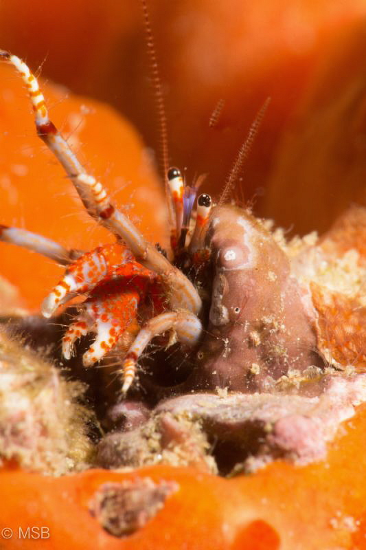 Orange is the new black. Kusadasi.
D7200, micro 105 and ... by Mehmet Salih Bilal 