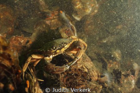 Crab, Preekhil "de Val" Zeeland by Judith Verkerk 