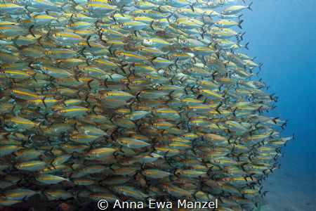 one open mouth
this shot was taken in Tulamben after the... by Anna Ewa Manzel 
