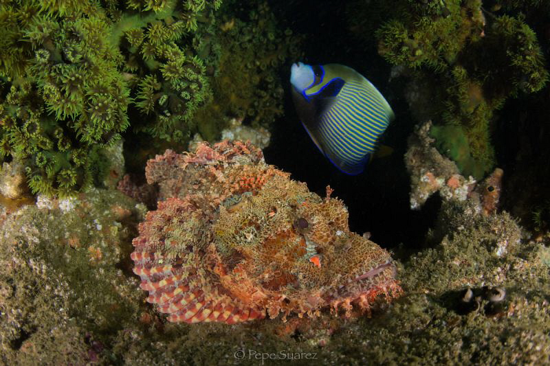 Lucky shot with the emperor angel fish photo bombing. by Pepe Suarez 