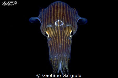 Monster... the little squid was using my lights to hunt m... by Gaetano Gargiulo 