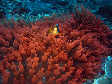 Clark's Anemonefish, taken in the Similan Islands Thailan... by Charlie Bird 