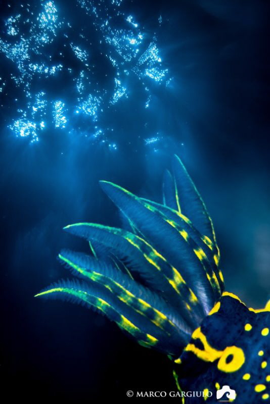 Nudi"branch" -double exposure in camera by Marco Gargiulo 