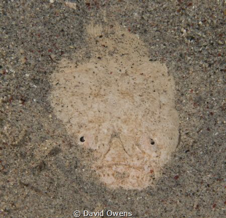 Star Gazer shot in Komodo by David Owens 