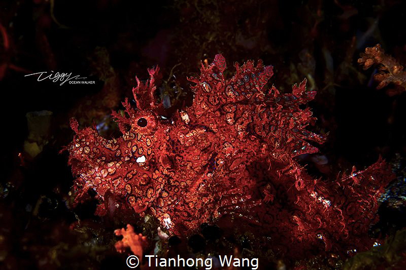 looklike the artwork.. by Tianhong Wang 