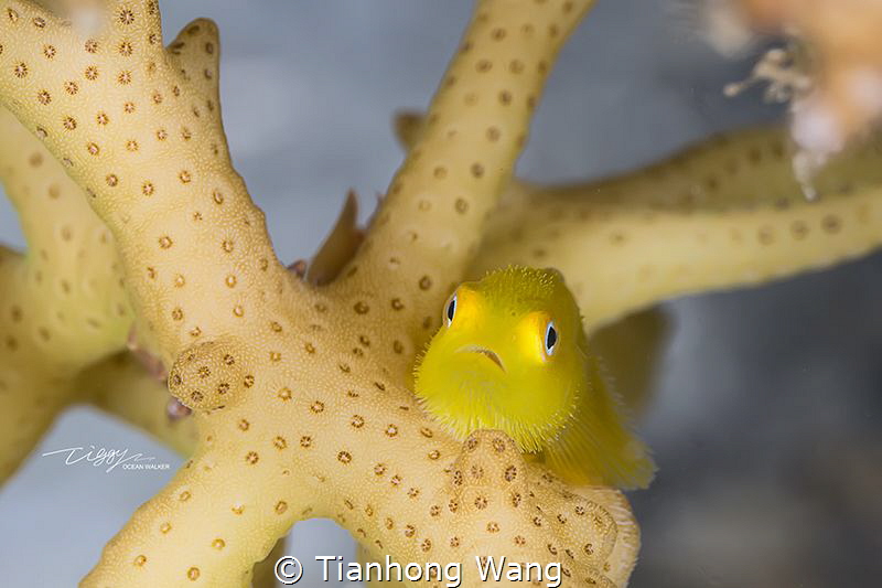 Yellow kiwi by Tianhong Wang 