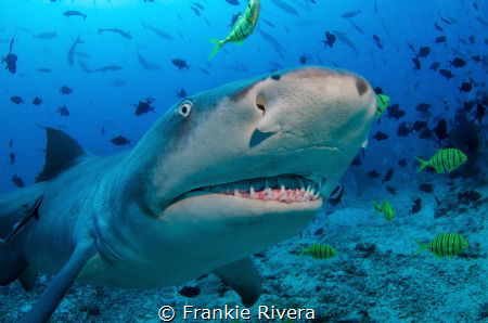A Lemon Shark checking out my camera by Frankie Rivera 