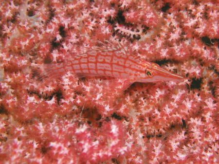 Longnose Hawkfish, (Oxycirrhites typus). This wonderful f... by Tony Otion 