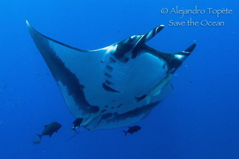Amazing Mantaray with jacks, Socorro Island  Mexico by Alejandro Topete 