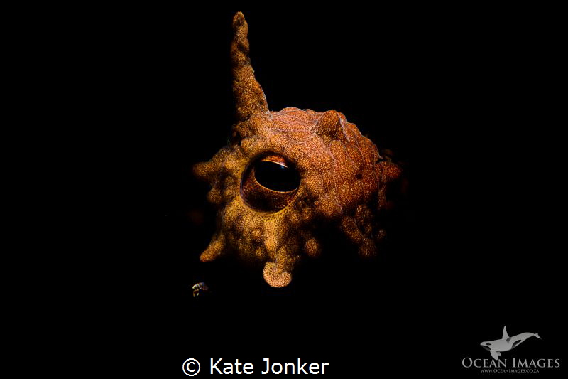 Watchful Eye!
Common Octopus by Kate Jonker 