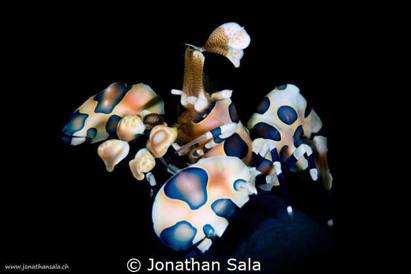 Harlequin, snooted by Jonathan Sala 