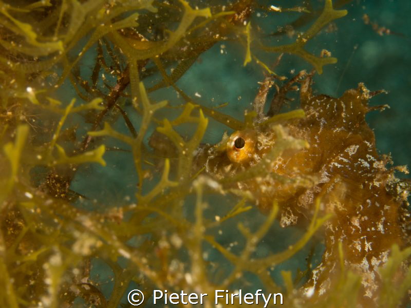 Shy seahorse by Pieter Firlefyn 