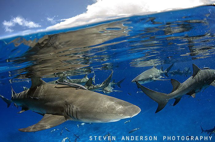 Action at the surface is always exciting to photograph.
... by Steven Anderson 