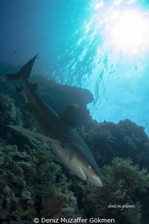 Longimanus :) by Deniz Muzaffer Gökmen 