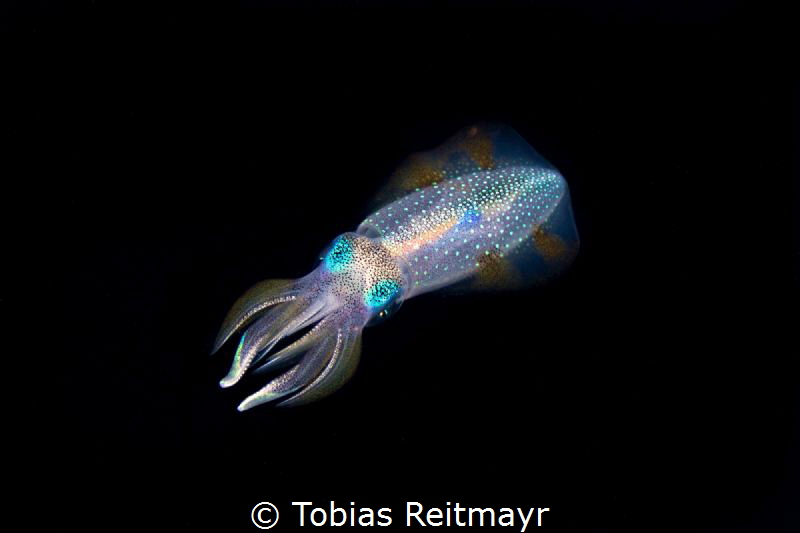 Squid on Safety Stop, Chuuk by Tobias Reitmayr 
