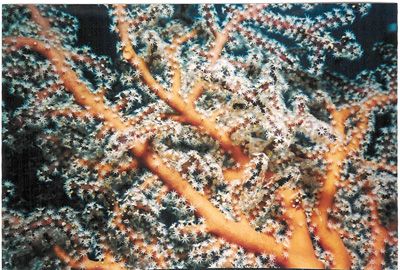 Macro Picture of a coral during a dive in the maldives. by Andy Kutsch 