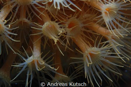 Macro shot in the med, adriatic croatia by Andreas Kutsch 
