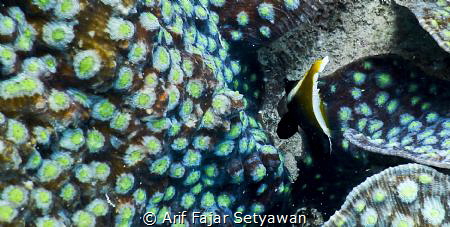 Juvenile of Heniochus varius (Cuvier,1829) by Arif Fajar Setyawan 