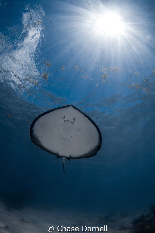 "Ray Under Rays"
Since the Ray's are so used to snorkele... by Chase Darnell 