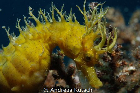 Seahorse @ Gangaroo North by Andreas Kutsch 