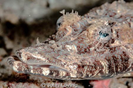 Crocodile fish by John Loving 