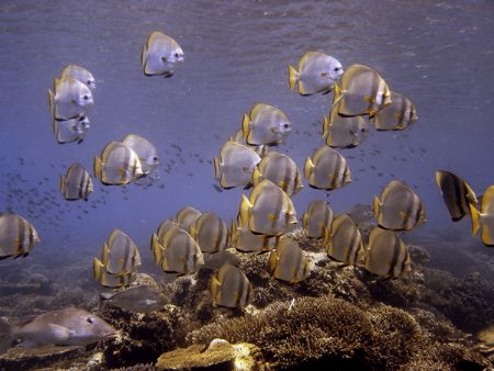 Schoal of Batfishes at Sipadan at 10m. by Alex Lim 