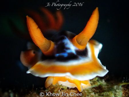 Olympus TG4 PT056 internal flash
1/100 F14 ISO800 by Khow Jin Chee 