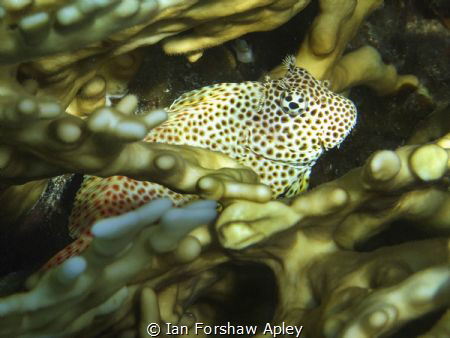 snokeling in hurghada by Ian Forshaw Apley 