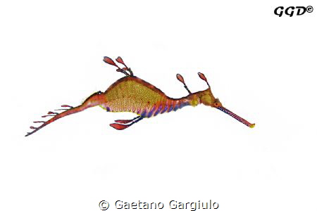 Minimal use of PS, I used 3 strobes to create the image. ... by Gaetano Gargiulo 