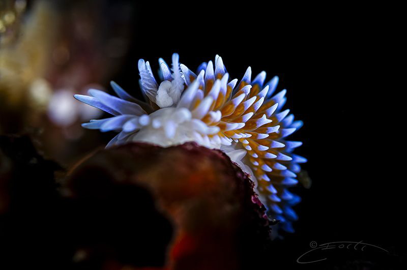 ~ Y ~
Note the Y split at the top of one of the cerata o... by Geo Cloete 