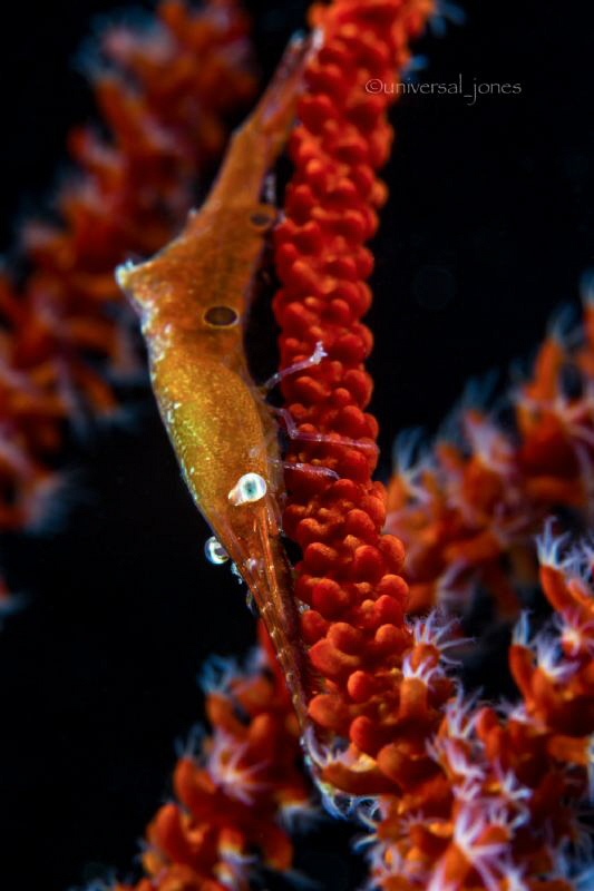 Tozeuma sp. by Wayne Jones 
