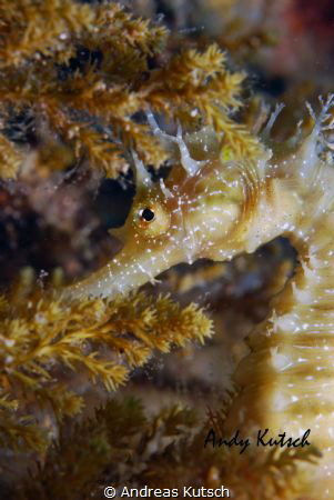 Seahorse in the Adriatic Sea by Andreas Kutsch 