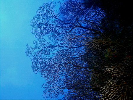 This photo was taken at Punta Sur in Dec 2005 after exiti... by Steven Anderson 