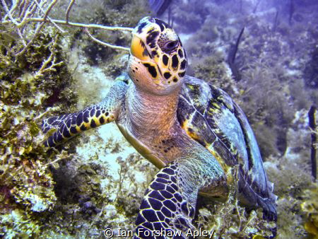 turtle seven mile beach by Ian Forshaw Apley 