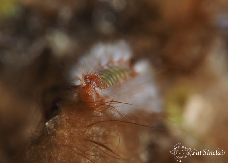 Fireworm, raised his head in his travels across the algae... by Patricia Sinclair 