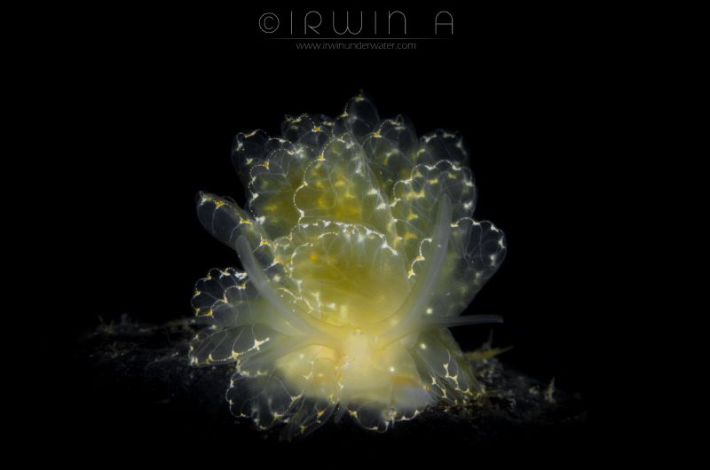 C Y E R C E
Nudibranch (Cyerce elegans)
Anilao, Philipp... by Irwin Ang 