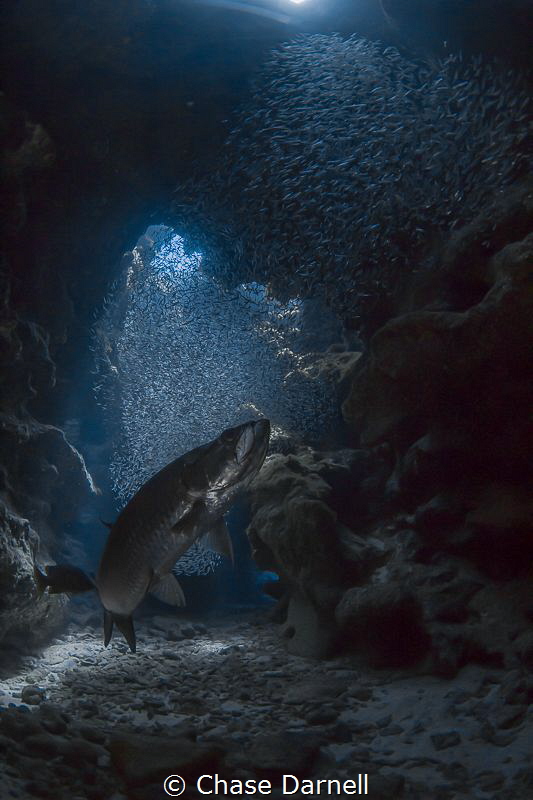 "First to the Scene"
The Silversides have been sporadic ... by Chase Darnell 
