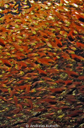 Fish swarm inside a wreck in egypt by Andreas Kutsch 