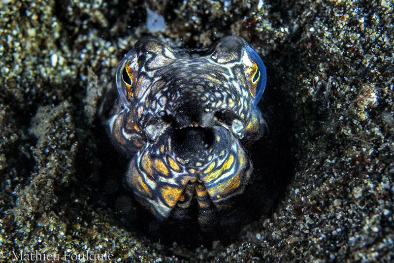 Napoleon snake eel (Lembeh) by Mathieu Foulquié 